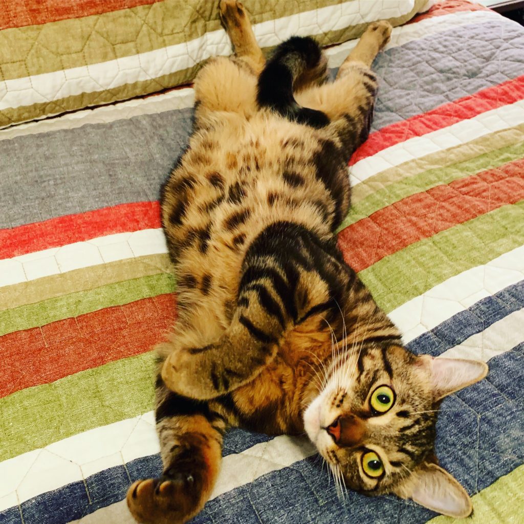 craft bourbon cat