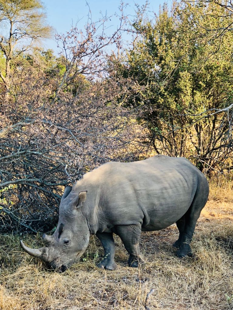 rhinos
