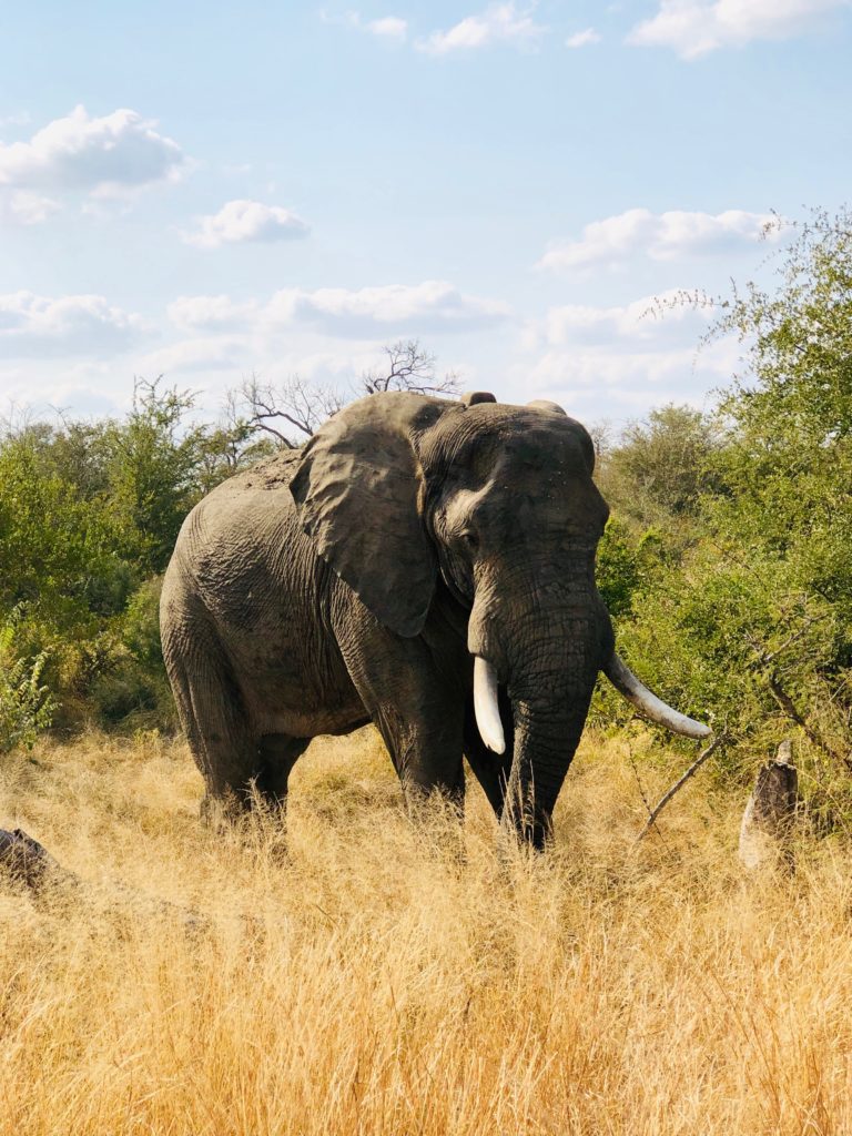 South Africa safari
