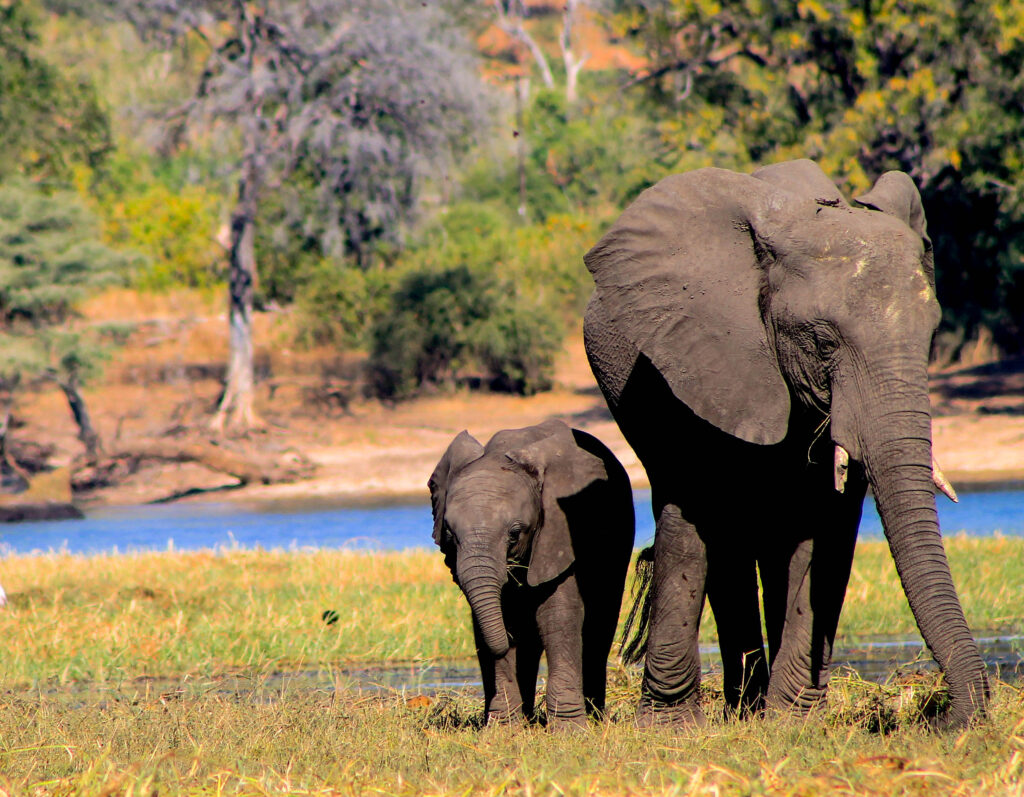 Chobe National Park, Botswana